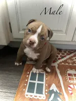 Chief , a male American Bully for sale in Tullahoma, TN – Photo 7 of 7