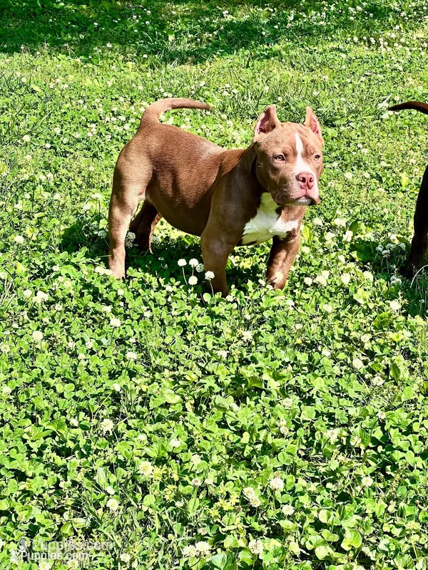 Chief , a male American Bully for sale in Tullahoma, TN – Photo 1 of 7