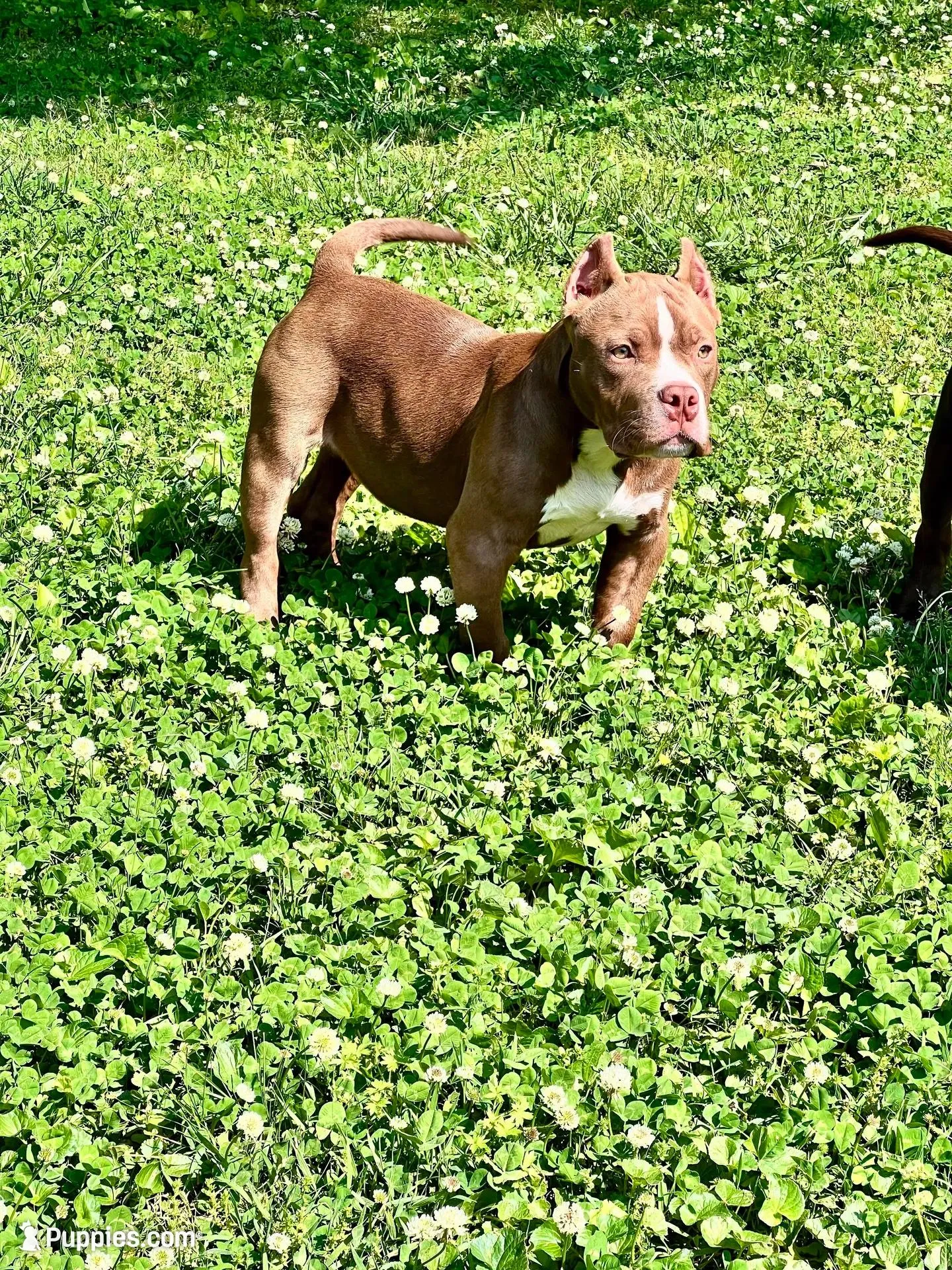 Chief , a male American Bully for sale in Tullahoma, TN – Photo 1 of 7