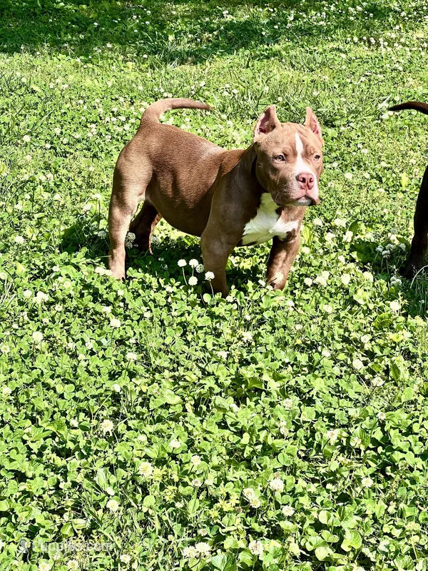Chief  – American Bully puppy for sale in Tullahoma, TN