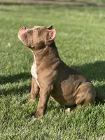 Chief , a male American Bully for sale in Tullahoma, TN – Photo 5 of 7