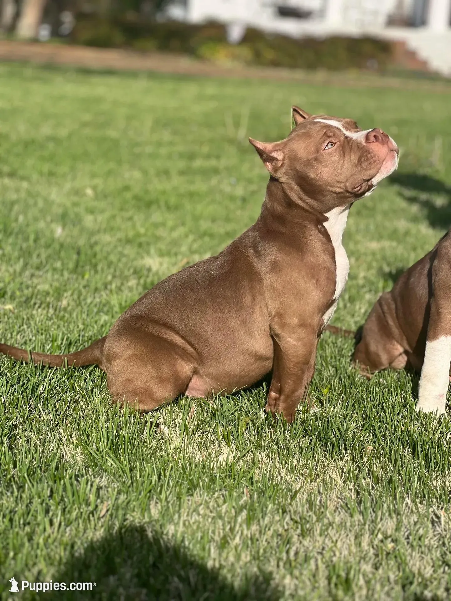 Chief , a male American Bully for sale in Tullahoma, TN – Photo 3 of 7