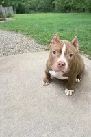 Chief , a male American Bully for sale in Tullahoma, TN – Photo 4 of 7