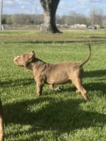 Chief , a male American Bully for sale in Tullahoma, TN – Photo 2 of 7