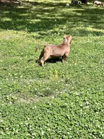 Chief , a male American Bully for sale in Tullahoma, TN – Photo 6 of 7