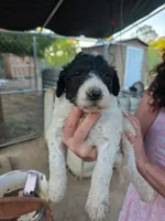 Haven, a female Double Doodle for sale in Lexington, NC – 8 of 9