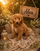 Alea, a female Double Doodle for sale in Lexington, NC – 5 of 10