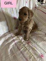 Capria, a female Double Doodle for sale in Lexington, NC – Photo 4 of 7