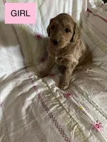 Capria, a female Double Doodle for sale in Lexington, NC – Photo 3 of 7