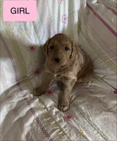 Capria, a female Double Doodle for sale in Lexington, NC – Photo 7 of 7