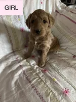 Capria, a female Double Doodle for sale in Lexington, NC – Photo 1 of 7