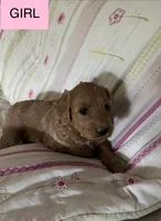 Capria, a female Double Doodle for sale in Lexington, NC – Photo 2 of 7