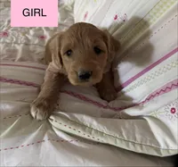 Capria, a female Double Doodle for sale in Lexington, NC – Photo 6 of 7