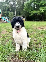 Haven, a female Double Doodle for sale in Lexington, NC – 1 of 9