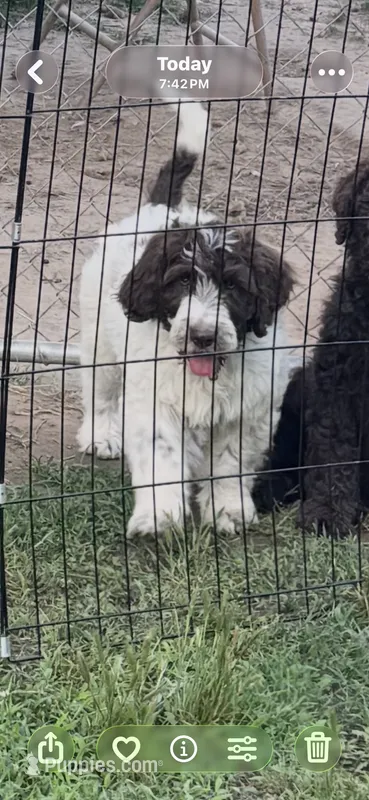 Jeffery – Double Doodle puppy for sale in Lexington, NC