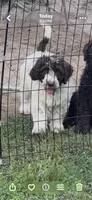 Jeffery, a male Double Doodle for sale in Lexington, NC – 1 of 6