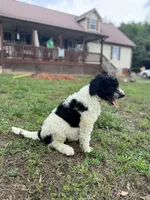 Haven, a female Double Doodle for sale in Lexington, NC – 2 of 9