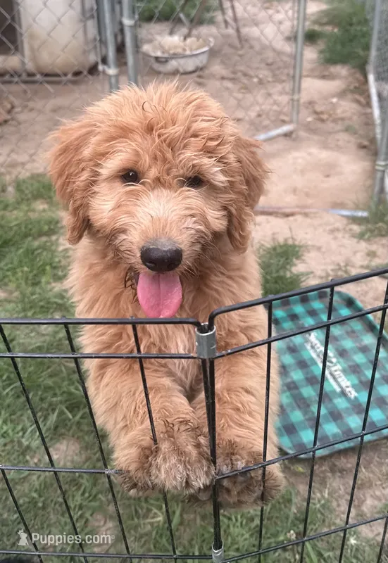 Alea – Double Doodle puppy for sale in Lexington, NC