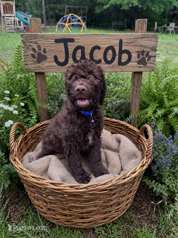Jacob – Double Doodle puppy for sale in Lexington, NC