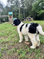 Haven, a female Double Doodle for sale in Lexington, NC – 3 of 9
