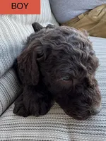 Jacob, a male Double Doodle for sale in Lexington, NC – Photo 8 of 10