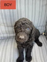 Jacob, a male Double Doodle for sale in Lexington, NC – Photo 2 of 10