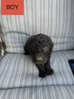 Jacob, a male Double Doodle for sale in Lexington, NC – Photo 5 of 10