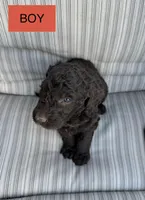 Jacob, a male Double Doodle for sale in Lexington, NC – Photo 4 of 10