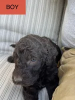 Jacob, a male Double Doodle for sale in Lexington, NC – Photo 7 of 10