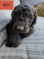 Jacob, a male Double Doodle for sale in Lexington, NC – Photo 1 of 10