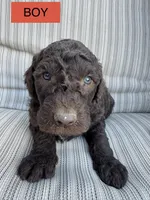 Jacob, a male Double Doodle for sale in Lexington, NC – Photo 9 of 10