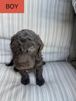 Jacob, a male Double Doodle for sale in Lexington, NC – Photo 6 of 10