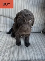 Jacob, a male Double Doodle for sale in Lexington, NC – Photo 10 of 10