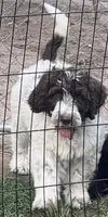 Jeffery, a male Double Doodle for sale in Lexington, NC – 2 of 6