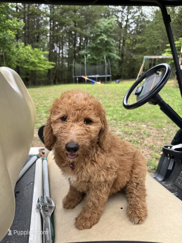 Alea – Double Doodle puppy for sale in Lexington, NC