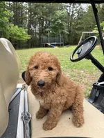 Alea, a female Double Doodle for sale in Lexington, NC – 1 of 10