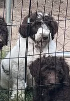 Jeffery, a male Double Doodle for sale in Lexington, NC – 3 of 6