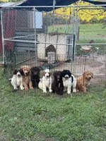 Jeffery, a male Double Doodle for sale in Lexington, NC – 6 of 6