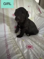 Lyndsay , a female Double Doodle for sale in Lexington, NC – Photo 4 of 5