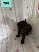 Lyndsay , a female Double Doodle for sale in Lexington, NC – Photo 2 of 5