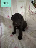 Lyndsay , a female Double Doodle for sale in Lexington, NC – Photo 3 of 5