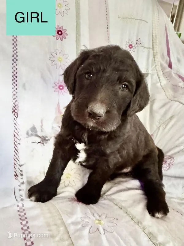 Lyndsay  – Double Doodle puppy for sale in Lexington, NC