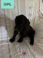 Lyndsay , a female Double Doodle for sale in Lexington, NC – Photo 5 of 5