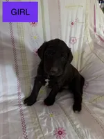  Britni, a female Double Doodle for sale in Lexington, NC – Photo 5 of 7