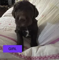  Britni, a female Double Doodle for sale in Lexington, NC – Photo 2 of 7