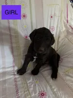  Britni, a female Double Doodle for sale in Lexington, NC – Photo 7 of 7