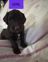  Britni, a female Double Doodle for sale in Lexington, NC – Photo 1 of 7