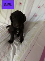  Britni, a female Double Doodle for sale in Lexington, NC – Photo 3 of 7