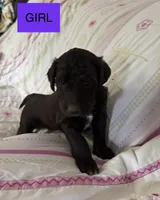  Britni, a female Double Doodle for sale in Lexington, NC – Photo 4 of 7