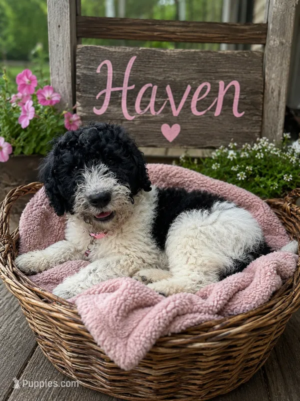 Haven – Double Doodle puppy for sale in Lexington, NC